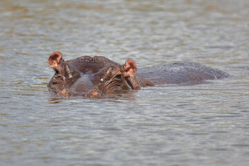 Fototapeta premium Flußpferd / Hippopotamus / Hippopotamus amphibius