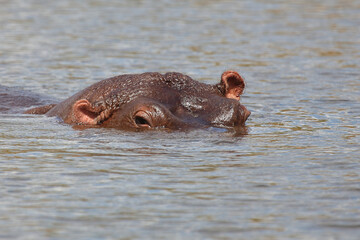 Fototapeta premium Flußpferd / Hippopotamus / Hippopotamus amphibius