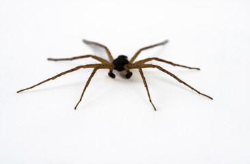 Black spider on white background