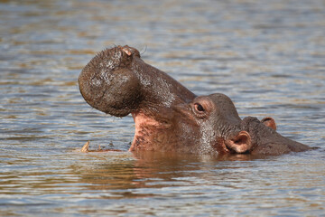 Flußpferd / Hippopotamus / Hippopotamus amphibius