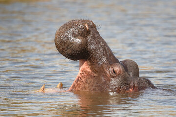 Fototapeta premium Flußpferd / Hippopotamus / Hippopotamus amphibius