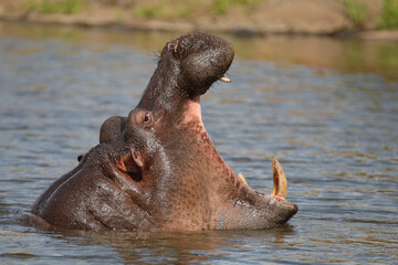 Flußpferd / Hippopotamus / Hippopotamus amphibius..