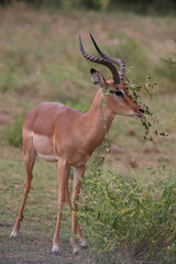Schwarzfersenantilope / Impala / Aepyceros melampus
