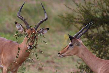 Schwarzfersenantilope / Impala / Aepyceros melampus