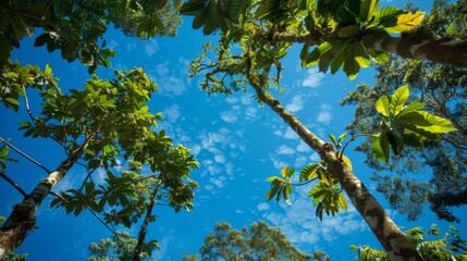 Fototapeta premium Giant coffee trees framed by a pristine blue sky, viewed from the ground, highlighting their towering presence and lush foliage