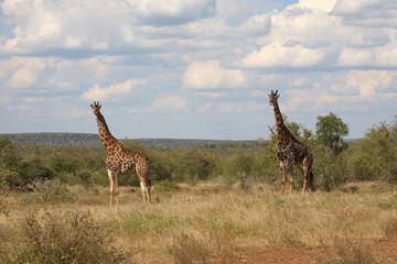 Giraffe / Giraffe / Giraffa camelopardalis