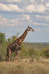 Giraffe / Giraffe / Giraffa camelopardalis