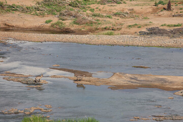 Afrikanischer Busch - Krügerpark - Olifants River / African Bush - Kruger Park - Olifants River /
