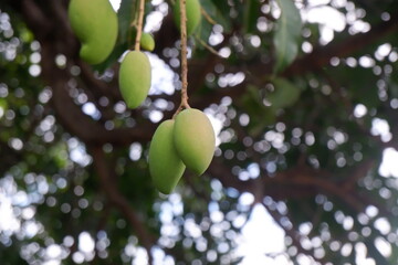 Focused small green mangos on its tree with blur background