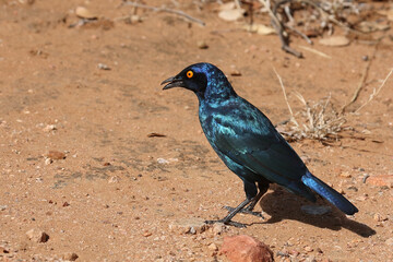 Rotschulter-Glanzstar/ Cape glossy starling or Red-shouldered starling / Lamprotornis nitens
