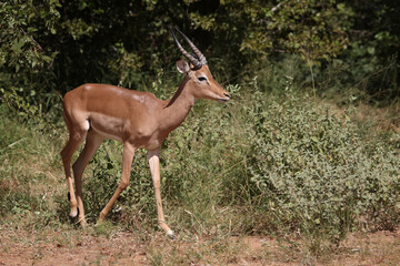 Fototapeta premium Schwarzfersenantilope / Impala / Aepyceros melampus