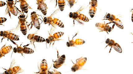 BEES ON WHITE BACKGROUND PNG