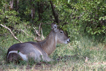 Wasserbock / Waterbuck / Kobus ellipsiprymnus