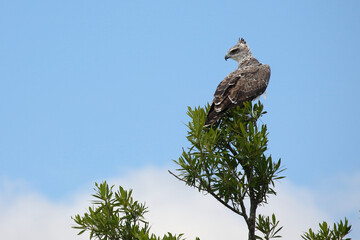 Kampfadler / Martial eagle / Polemaetus bellicosus.