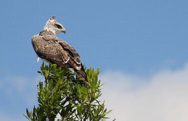 Kampfadler / Martial eagle / Polemaetus bellicosus.