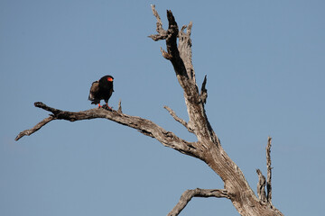 Gaukler / Bateleur / Terathopius ecaudatus