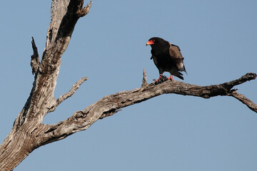 Gaukler / Bateleur / Terathopius ecaudatus