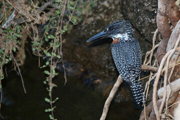 Riesenfischer / Giant kingfisher / Megaceryle maxima