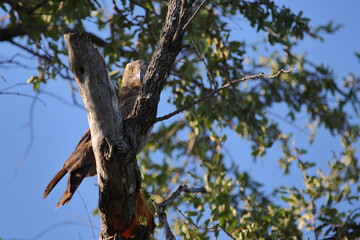 Fototapeta premium Einfarb-Schlangenadler / Brown snake eagle / Circaetus cinereus.