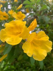 yellow flowers