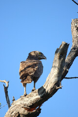 Einfarb-Schlangenadler / Brown snake eagle / Circaetus cinereus.