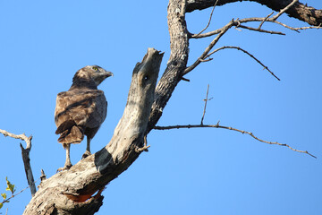 Einfarb-Schlangenadler / Brown snake eagle / Circaetus cinereus.