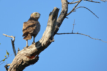 Einfarb-Schlangenadler / Brown snake eagle / Circaetus cinereus.