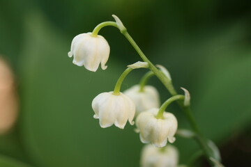 Convallaria majalis konwalia majowa
