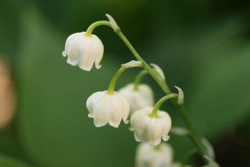 Convallaria majalis konwalia majowa