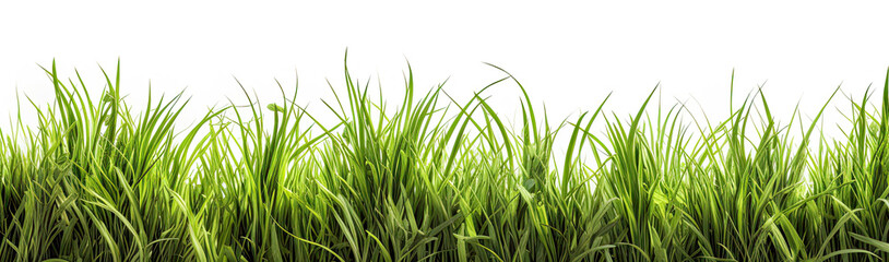 Obraz premium Grass in high definition isolated on a white background.