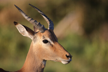 Schwarzfersenantilope / Impala / Aepyceros melampus