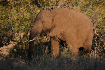 Afrikanischer Elefant / African elephant / Loxodonta africana