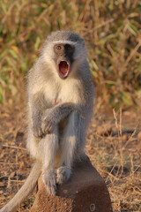 Grüne Meerkatze / Vervet monkey / Cercopithecus aethiops ...