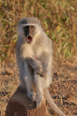 Grüne Meerkatze / Vervet monkey / Cercopithecus aethiops .