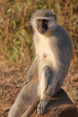 Grüne Meerkatze / Vervet monkey / Cercopithecus aethiops .