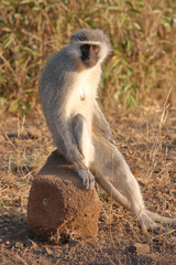 Grüne Meerkatze / Vervet monkey / Cercopithecus aethiops .
