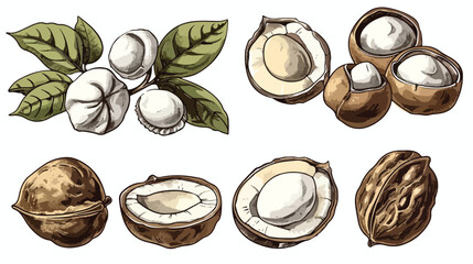 Colored and monochrome drawings of macadamia in shell
