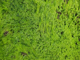 green moss on the wall