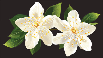 Composition of two flowers of white jasmine with leave
