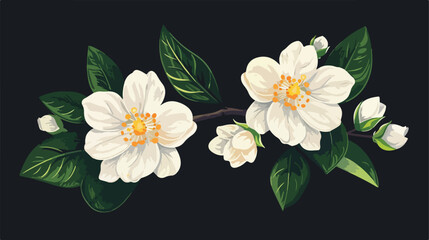 Composition of two flowers of white jasmine with leave