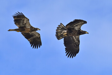Juvenile bald eagles (Haliaeetus leucocephalus) soar through the sky above Alaska.