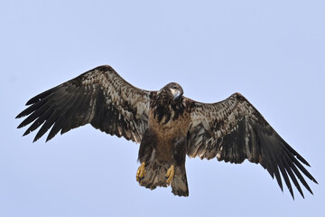 A juvenile bald eagle (Haliaeetus leucocephalus) soars through the sky above Alaska.