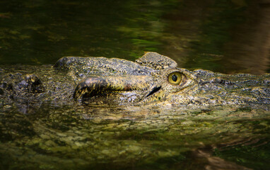Crocodile in natural habitat nature reserve blending into its surroundings Thailand Asia