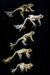 Comprehensive Depiction of the Life Cycle of an African Clawed Frog-xenopus Laevis