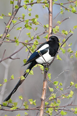 A Black-billed Magpie (Pica hudsonia) perched in a spring tree.