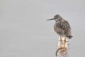 A migratory Lesser Yellowlegs (Tringa flavipes) standing on a log in Alaska's Reflections Lake.