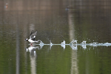 A migratory Bufflehead (Bucephala albeola) takes off from Reflections Lake on the way to its breeding grounds in northern Alaska.