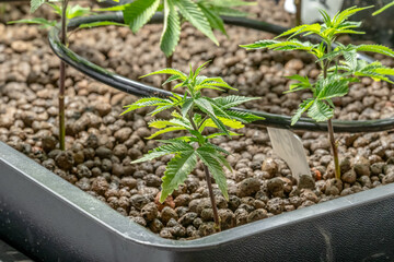 Medical Cannabis Sativa plants growing indoors Lab system legal light drugs medication medicine...