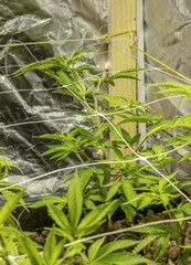 SoG Sea of Green net hemp cultivation technique Growing pot in growtent indoor Vegetative stage...