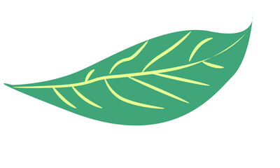 Tropical Botanical leaves